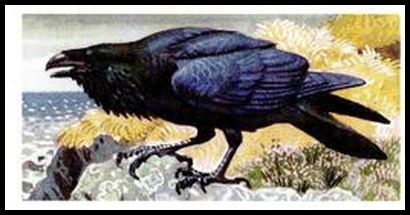 1 Raven